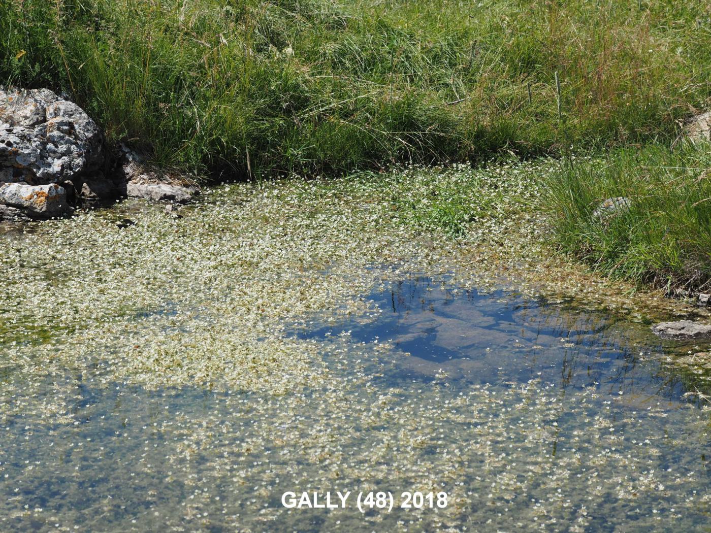 Water Crowfoot, Rigid-leaved plant